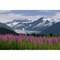 Scenic View Of Mendenhall Glacier With Fireweed In The Foreground Tongass National Forest In Southeast Alaska During Su